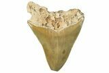 Bargain, Fossil Megalodon Tooth - Serrated Blade #294686-1